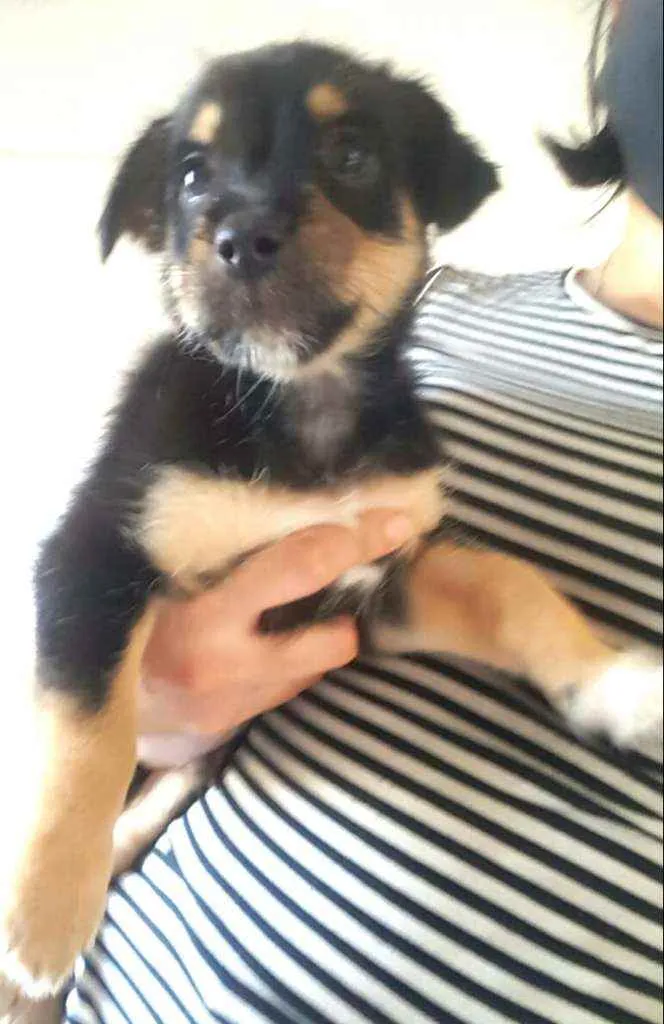 Cachorro ra a  idade 2 a 6 meses nome Filhotes Grazi 