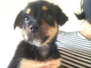 Cachorro raça  idade 2 a 6 meses nome Filhotes Grazi 