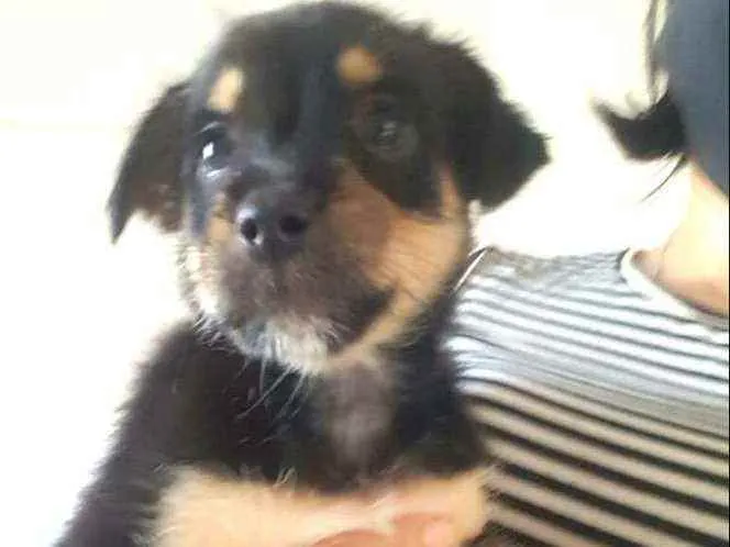 Cachorro ra a  idade 2 a 6 meses nome Filhotes Grazi 