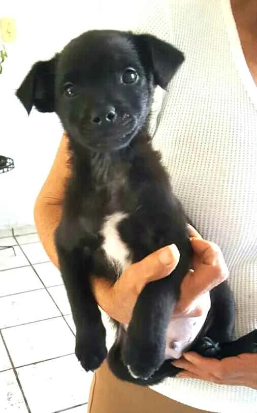 Cachorro ra a  idade 2 a 6 meses nome Filhotes Grazi 