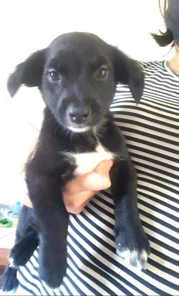 Cachorro ra a  idade 2 a 6 meses nome Filhotes Grazi 