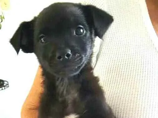 Cachorro ra a  idade 2 a 6 meses nome Filhotes Grazi 