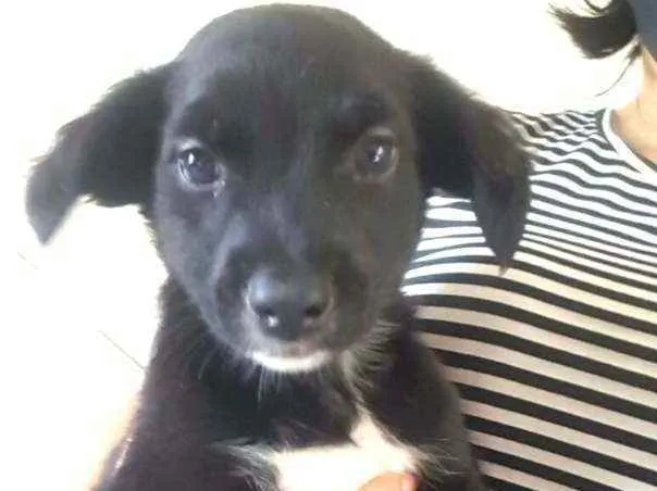Cachorro ra a  idade 2 a 6 meses nome Filhotes Grazi 
