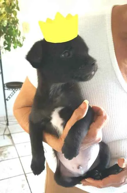 Cachorro ra a  idade 2 a 6 meses nome Filhotes Grazi 