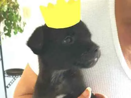 Cachorro ra a  idade 2 a 6 meses nome Filhotes Grazi 