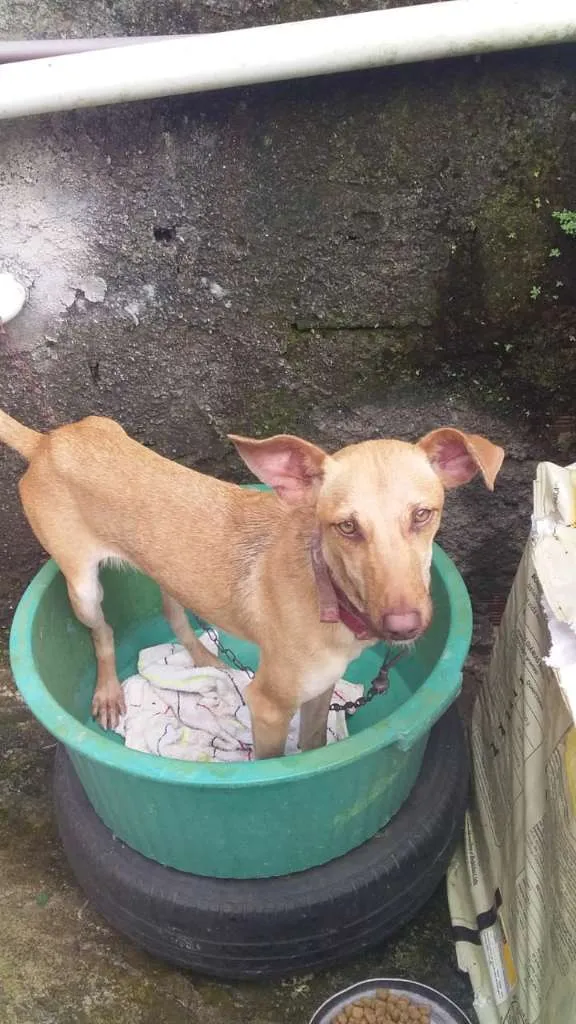 Cachorro raça SRD-ViraLata idade 1 ano nome dorinha
