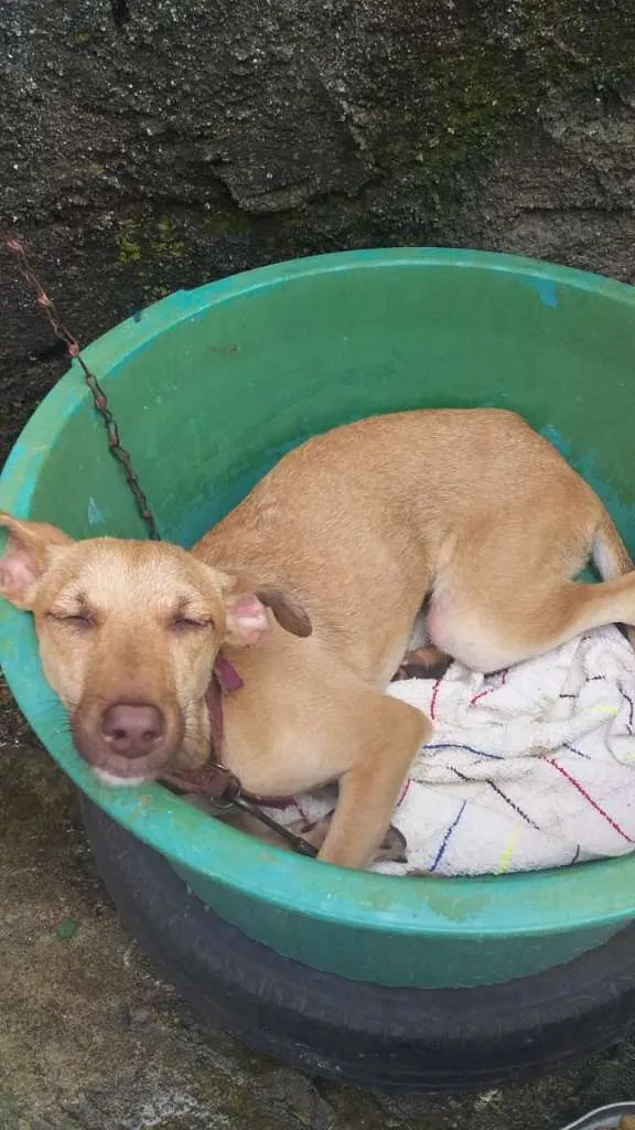 Cachorro raça SRD-ViraLata idade 1 ano nome dorinha