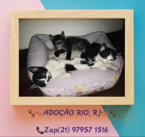 Gato ra a SRD idade 2 a 6 meses nome Filhotes Adoção