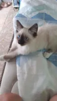 Batatinha