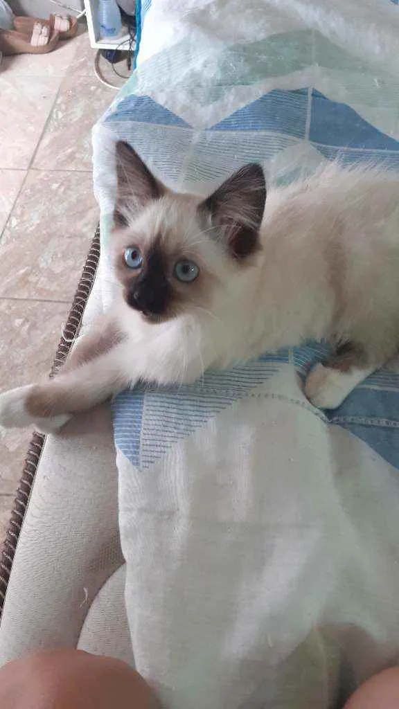 Gato ra a Siamês  idade 2 a 6 meses nome Batatinha