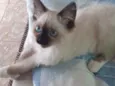Batatinha