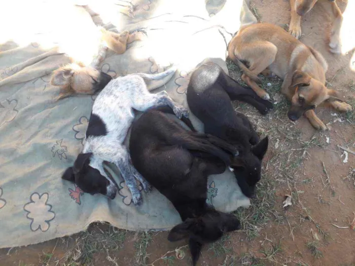 Cachorro ra a Viralatas   idade 2 a 6 meses nome Sem nomes