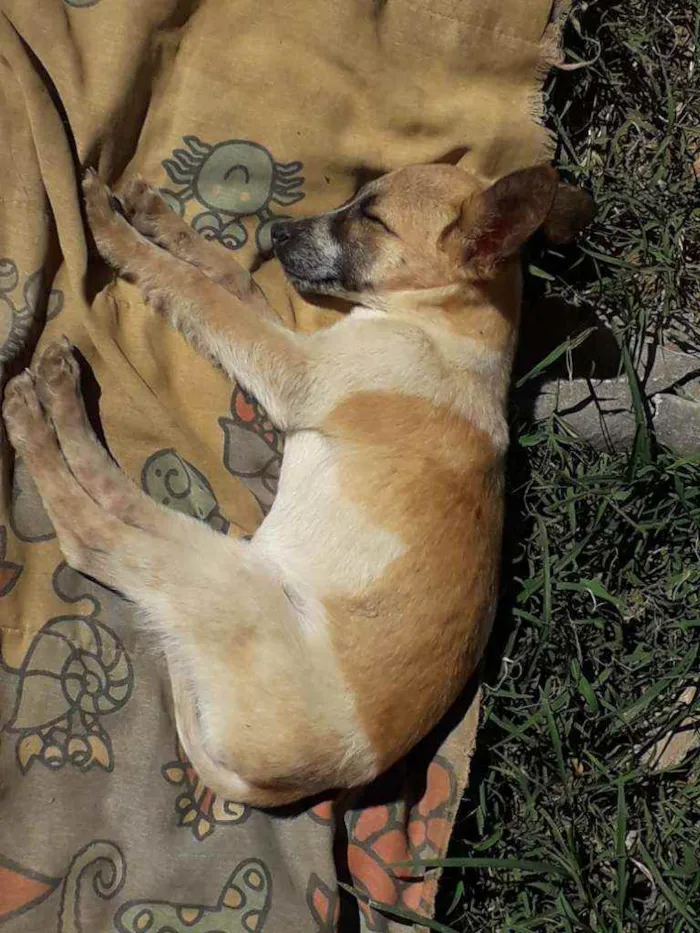 Cachorro ra a Viralatas   idade 2 a 6 meses nome Sem nomes