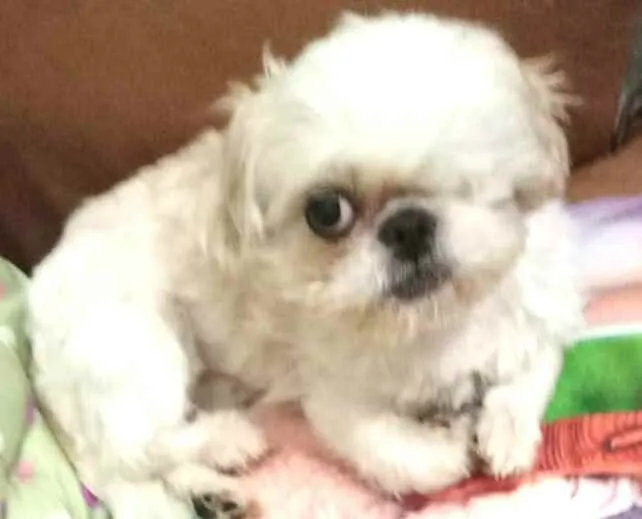Cachorro ra a Shitzu  idade 5 anos nome Ariel