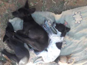 Cachorro raça Viralatas   idade 2 a 6 meses nome Sem nomes