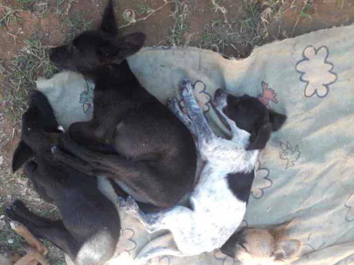 Cachorro ra a Viralatas   idade 2 a 6 meses nome Sem nomes