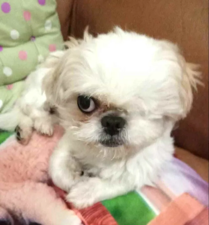 Cachorro ra a Shitzu  idade 5 anos nome Ariel