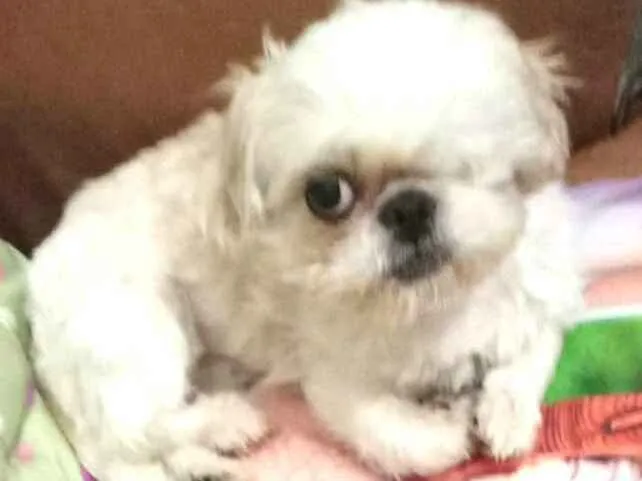 Cachorro ra a Shitzu  idade 5 anos nome Ariel