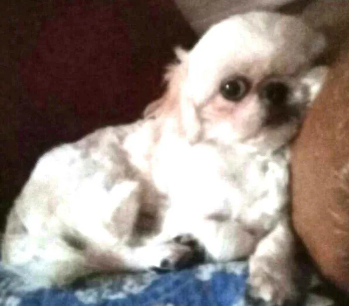 Cachorro ra a Shitzu  idade 5 anos nome Ariel