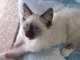 Batatinha