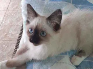 Gato raça Siamês  idade 2 a 6 meses nome Batatinha