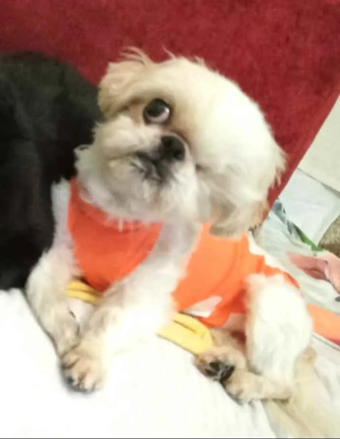 Cachorro ra a Shitzu  idade 5 anos nome Ariel