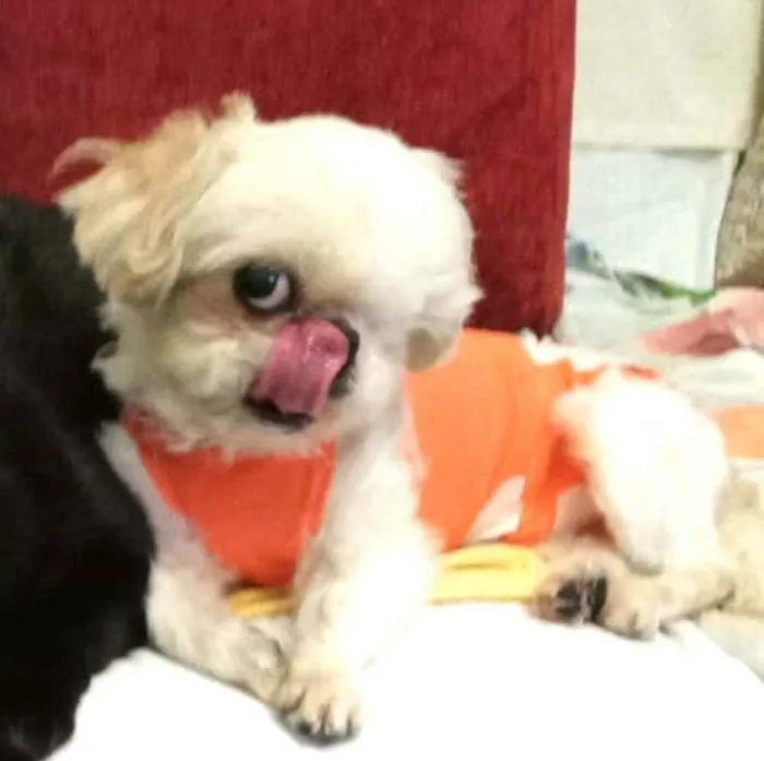 Cachorro ra a Shitzu  idade 5 anos nome Ariel