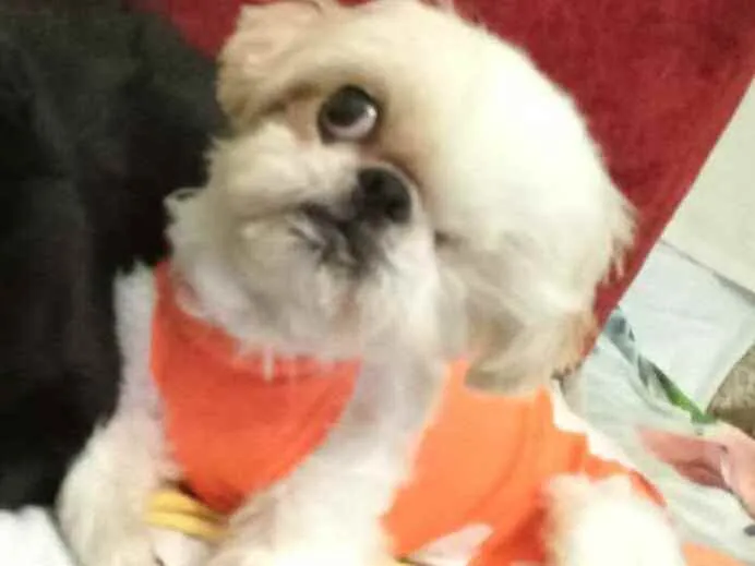 Cachorro ra a Shitzu  idade 5 anos nome Ariel