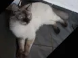 Frida
