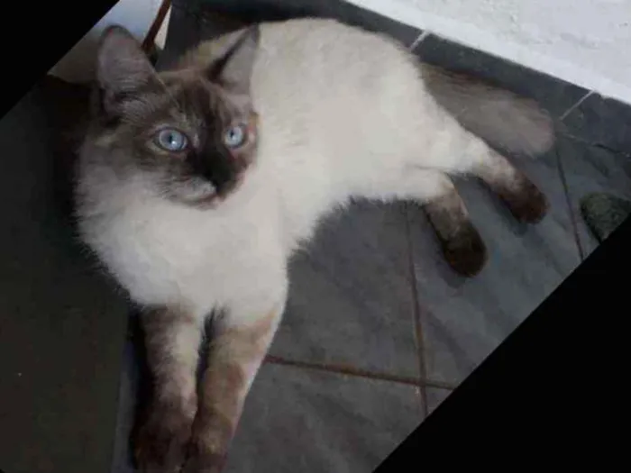 Gato ra a Siamês  idade 2 a 6 meses nome Frida