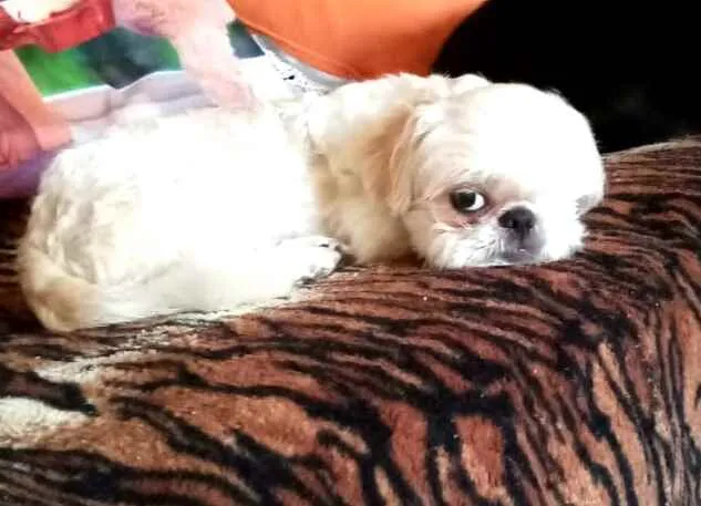 Cachorro ra a Shitzu  idade 5 anos nome Ariel