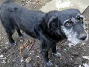 Cachorro raça  idade  nome Adoção Urgente 
