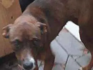 Cachorro ra a Não sei idade 4 anos nome Caramelo 