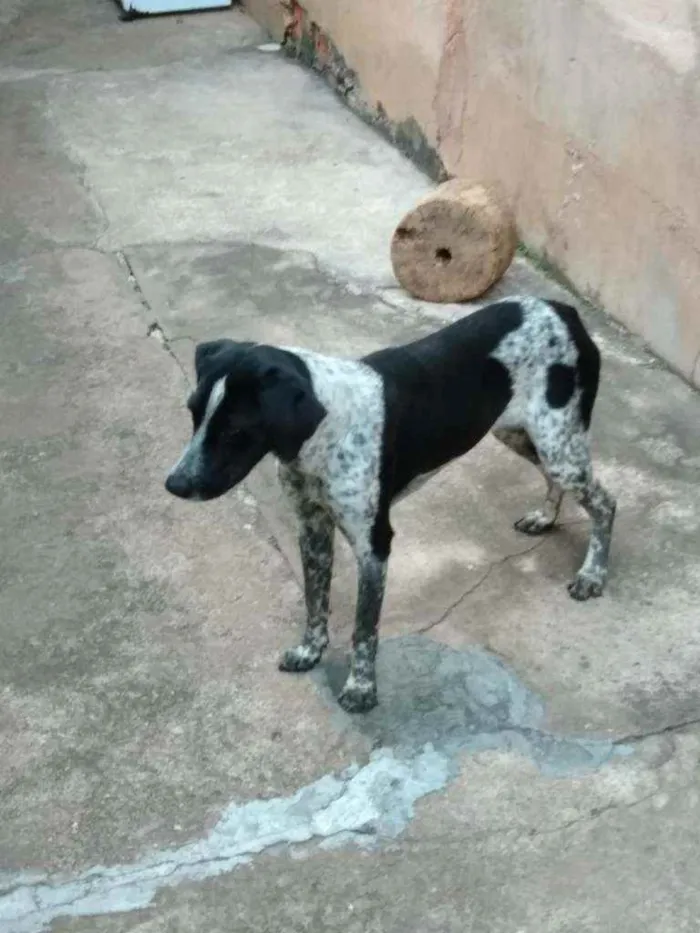 Cachorro ra a Misturada  idade 1 ano nome Bela