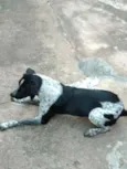 Bela