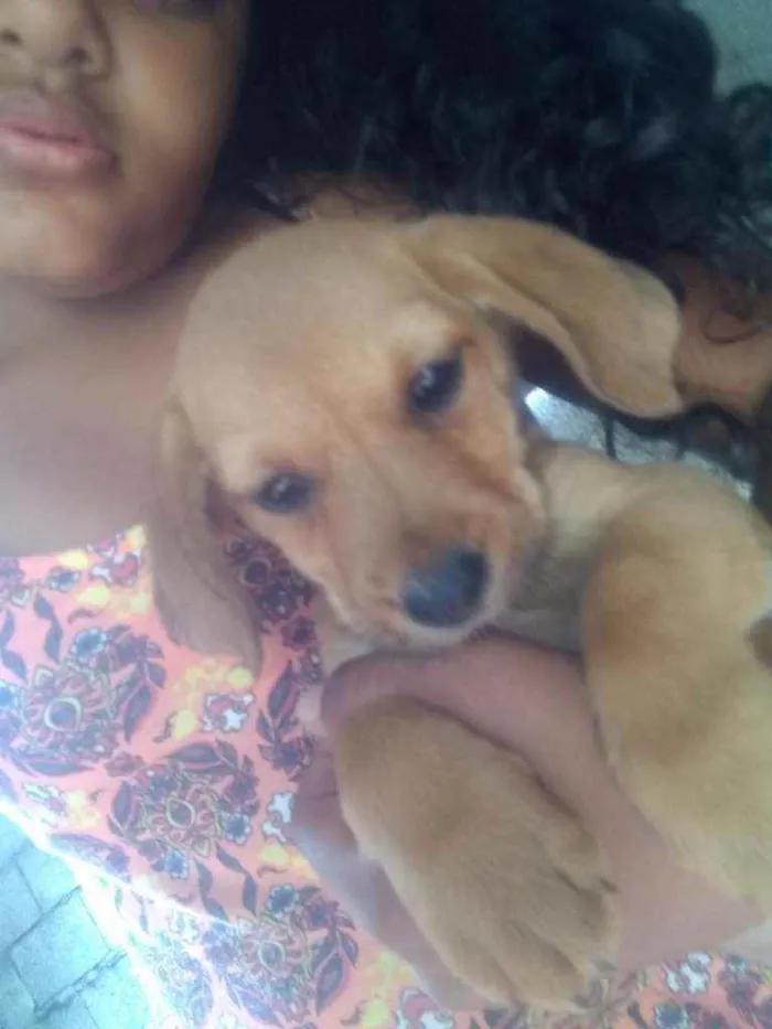 Cachorro raça Mistura  idade 2 a 6 meses nome Filhotes 