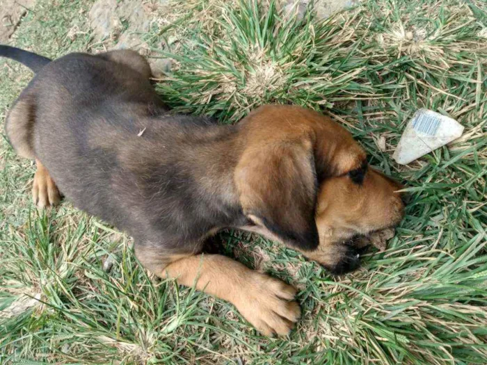 Cachorro raça Mistura  idade 2 a 6 meses nome Filhotes 