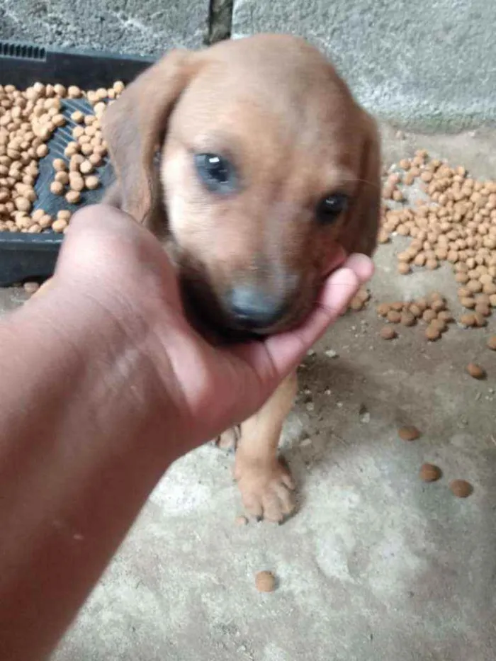 Cachorro raça Mistura  idade 2 a 6 meses nome Filhotes 
