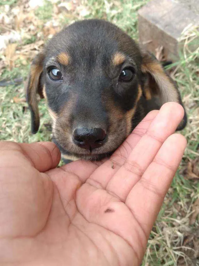 Cachorro raça Mistura  idade 2 a 6 meses nome Filhotes 