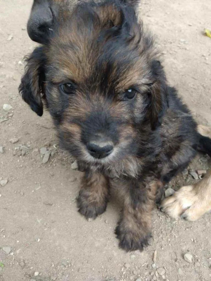Cachorro raça Mistura  idade 2 a 6 meses nome Filhotes 