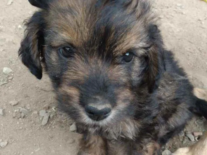 Cachorro raça Mistura  idade 2 a 6 meses nome Filhotes 