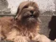 Belinha