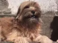 Belinha