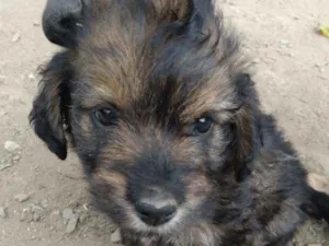 Cachorro raça Mistura  idade 2 a 6 meses nome Filhotes 