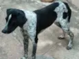 Bela