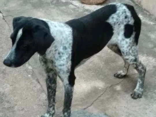 Cachorro ra a Misturada  idade 1 ano nome Bela