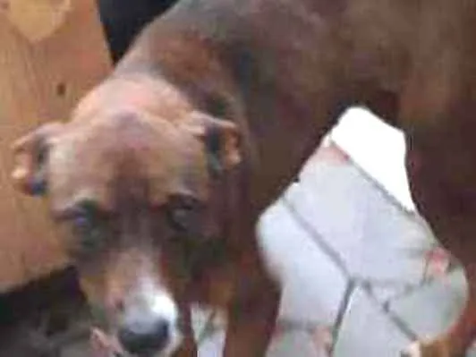 Cachorro ra a Não sei idade 4 anos nome Caramelo 