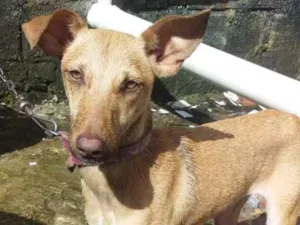 Cachorro raça SRD-ViraLata idade 1 ano nome dorinha