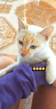 Nenem