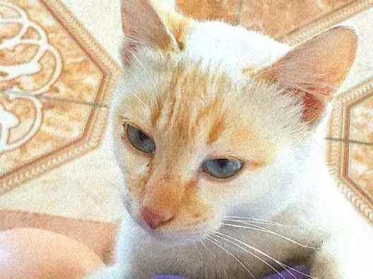 Gato raça Pequeno/médio  idade 7 a 11 meses nome Nenem